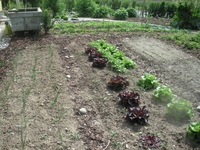 Image - PICT0005_05.JPG