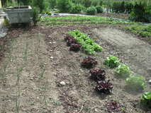 Image - PICT0005_05.JPG