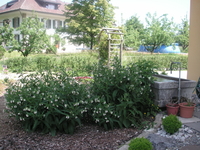 Image - PICT0747_04.JPG